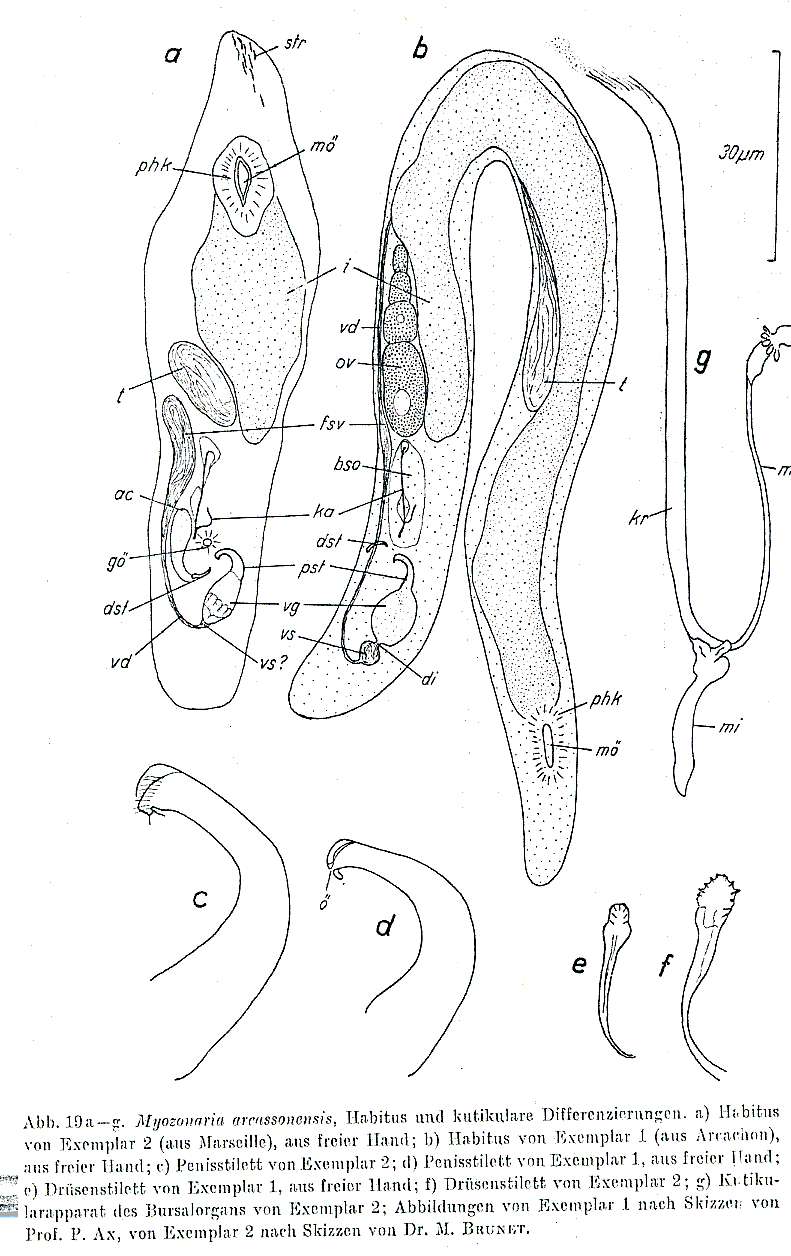 Image of Myozonaria arcassonensis Rieger 1971