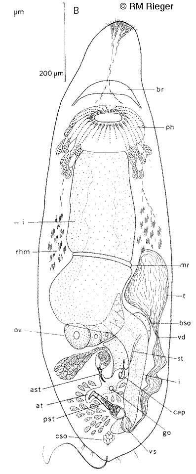 Image of Myozonaria jenneri Rieger & Tyler 1974