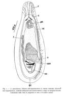 Image of Acanthomacrostomum