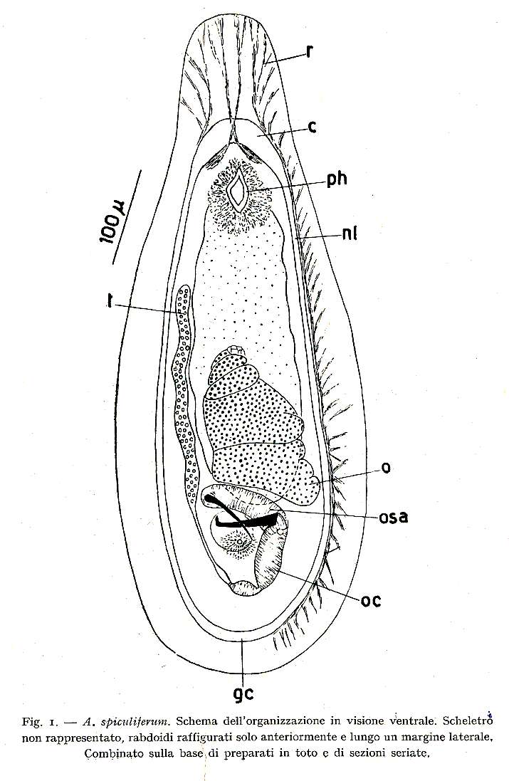 Image of Acanthomacrostomum