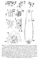 Image of Acanthomacrostomum