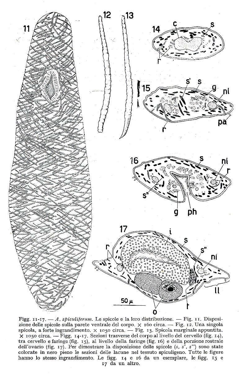 Image of Acanthomacrostomum
