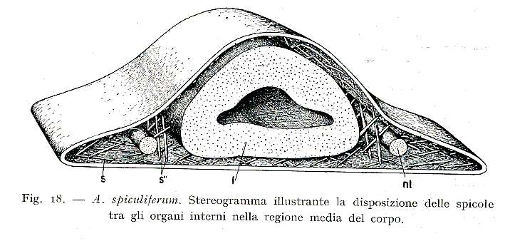 Image of Acanthomacrostomum