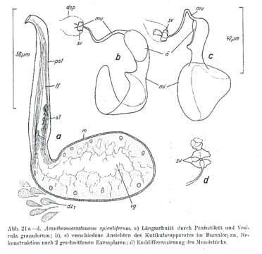 Image of Acanthomacrostomum