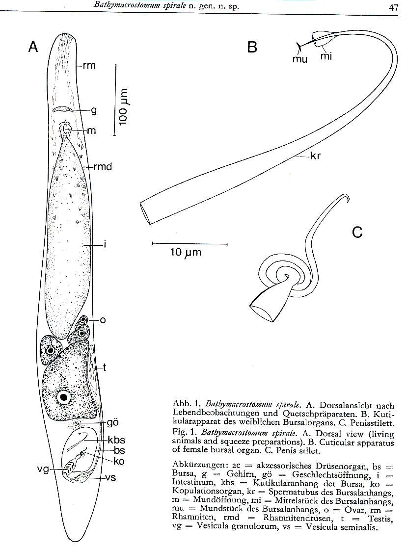 Image of Bathymacrostomum