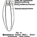 Image of Microstomum lineare (Müller OF 1773)