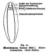 Image of Microstomum