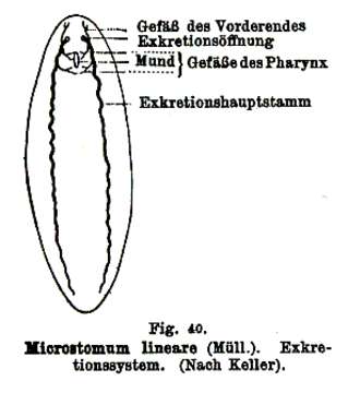 Image of Microstomidae