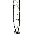 Image of Microstomum canum Fuhrmann 1894