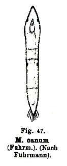 Image of Microstomum canum Fuhrmann 1894