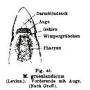 Image of <i>Microstomum groenlandicum</i>