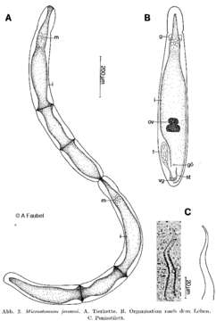 Image of Microstomum jenseni Riedel 1932