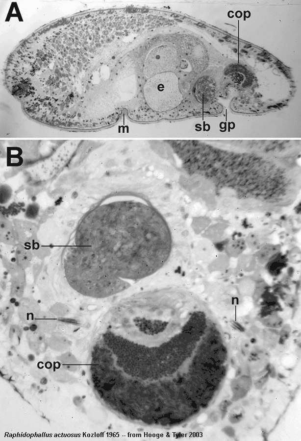 Sivun Raphidophallus kuva