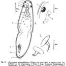 Image of Microstomum melanophthalmum Steinböck 1933