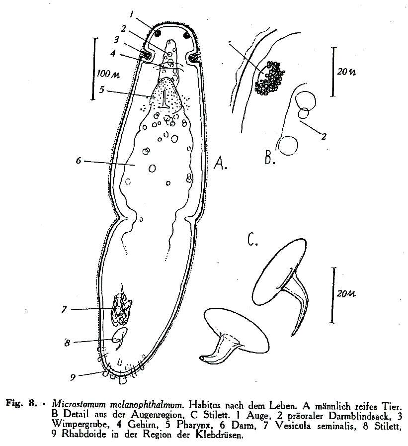 Image of Microstomum melanophthalmum Steinböck 1933