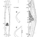 Image of Microstomum papillosum Graff 1882