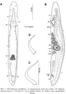 Image of Microstomum papillosum Graff 1882