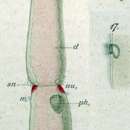 Imagem de Microstomum rubromaculatum Graff 1882