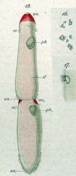 Image of Microstomum rubromaculatum Graff 1882