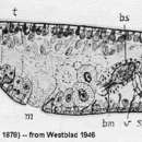 Image de Conaperta flavibacillum (Jensen 1878)