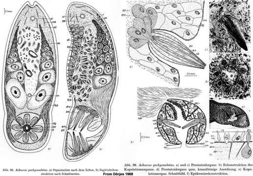 Image of Aberrantospermata