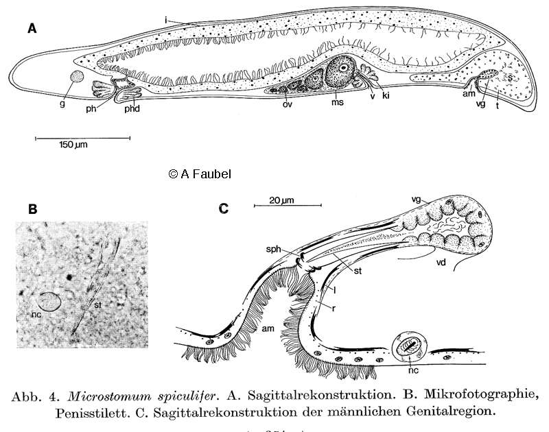 Image of Microstomum spiculifer Faubel 1974