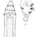 Image of Microstomum trichotum Marcus 1950