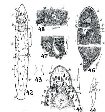 Image of Microstomum ulum Marcus 1950