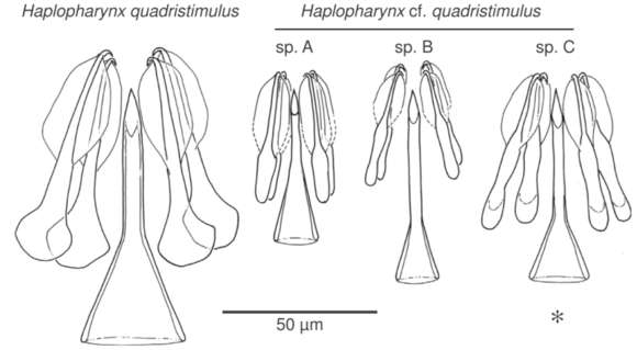 Image of Haplopharyngidae