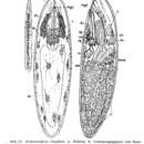 Image of Archimonotresis limophila Meixner 1938