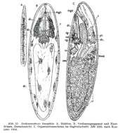 Image of Prolecithophora