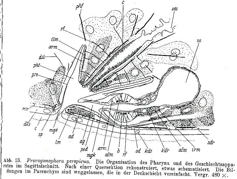 Image of Prorogonophora