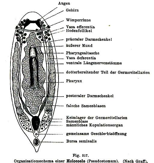 Image of Pseudostomidae