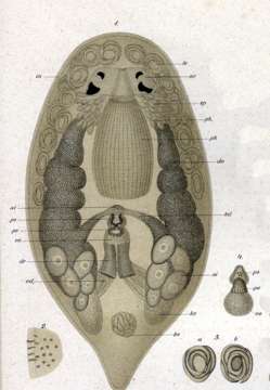 Image of Pseudostomidae