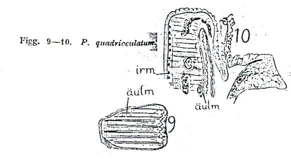 Image of Pseudostomidae