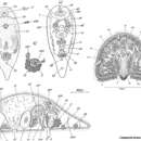 Imagem de Convoluta krana Antonius 1968