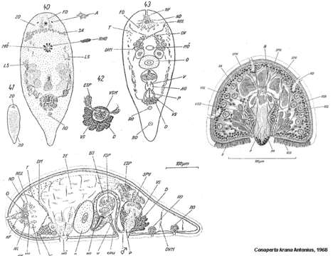 Image de Convoluta