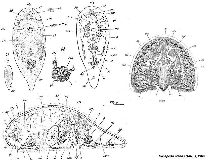 Image de Convoluta