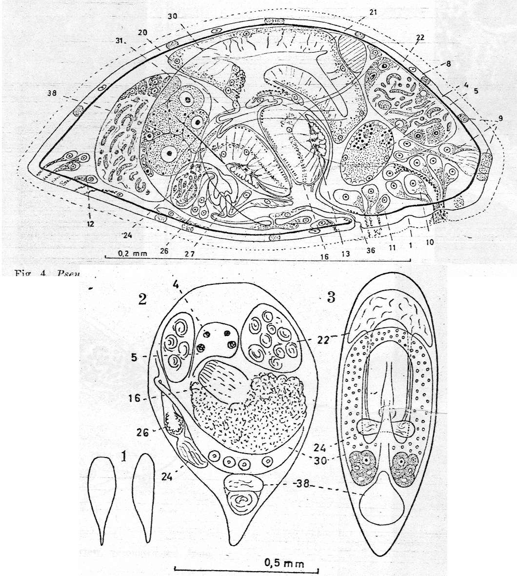 Image of Pseudostomum californicum Karling 1962