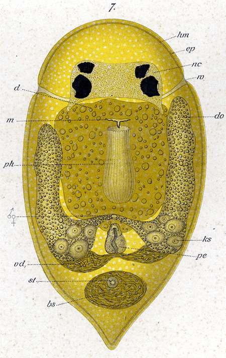 Image of Pseudostomum klostermanni (Graff 1874)