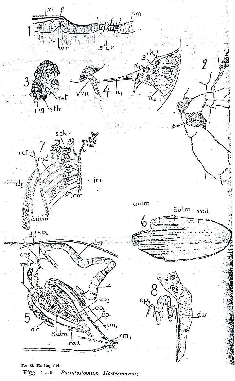 Image of Pseudostomum klostermanni (Graff 1874)