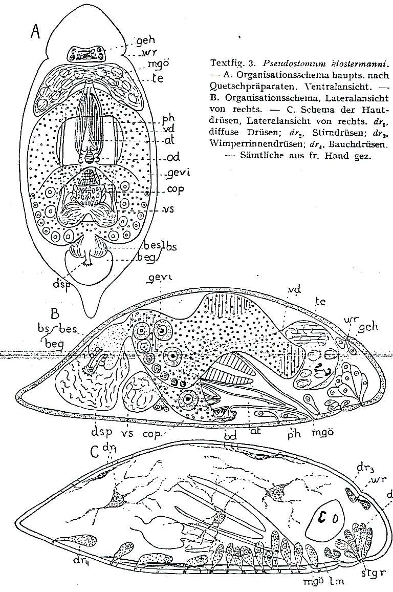 Image of Pseudostomum klostermanni (Graff 1874)