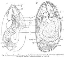 Image of Gonostomula