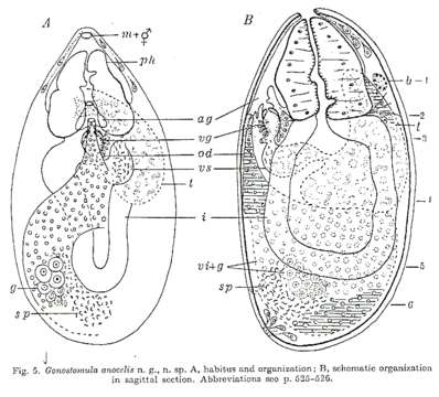 Imagem de Gonostomula