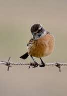 Image of African Stonechat