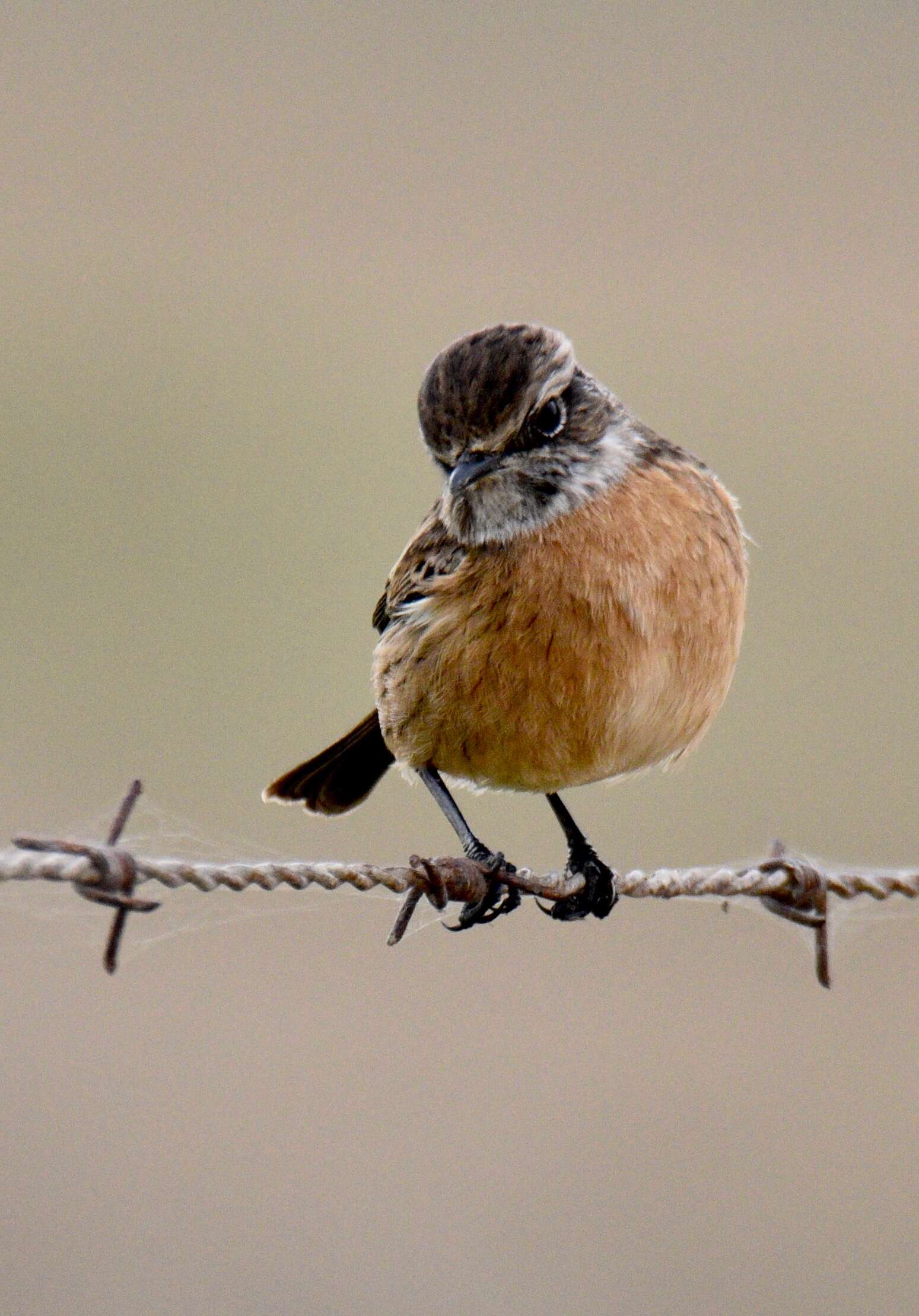 Image of African Stonechat