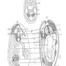 Image of Reisingeria hexoculatus Westblad 1955