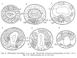 Image of Reisingeria