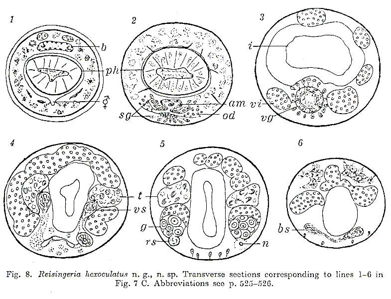 Image of Reisingeria