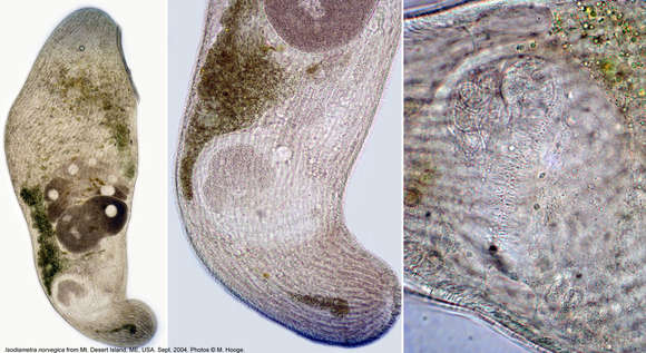 Image of Isodiametra